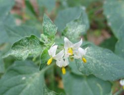 Qui Sy Frotte Sy Pique Ou Les Jolies Plantes à éviter