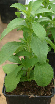 stevia