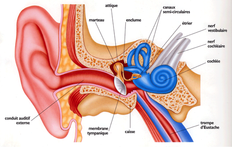 L'otite du baigneur - Votre expert auditif : Meilleur Audio
